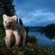 Illustration for article titled Natures Candids: The Best Wildlife Camera-Trap Photography Of 2014